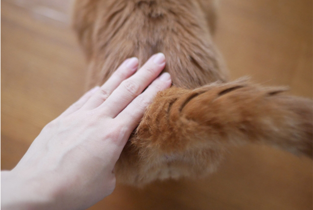 猫のおしりをなでる人