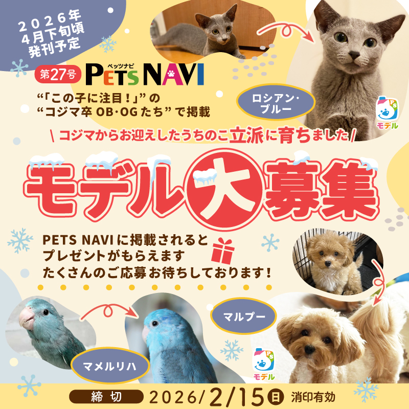 【選ばれたらモデルデビュー】コジマでお迎えされた子大募集！写真を応募してPETSNAVIに載ろう！