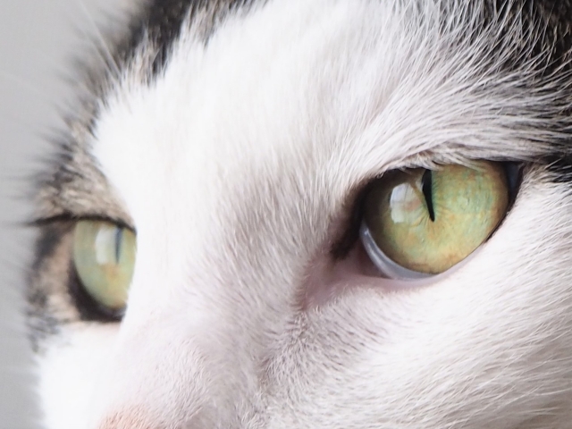 猫の目元アップ