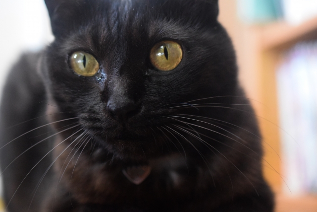 目ヤニが出ている猫