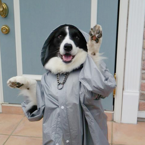 Twitterで見つけた、犬子供のルークちゃん♫洋服をきて立っちする姿に必見✧