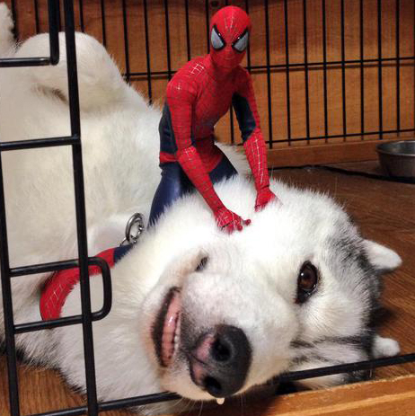 twitterで見つけたスパイダーマンと戯れる笑顔いっぱいのハスキー犬「シルビア」ちゃんをご紹介♫