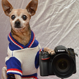 犬の写真はこうやって撮る！コツを掴んで愛犬の可愛い写真の撮り方をマスターしよう！