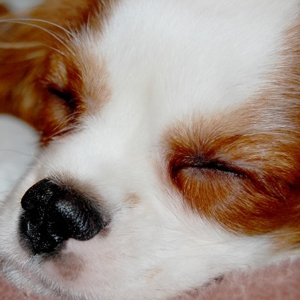 犬の平均睡眠時間は、人より長そう！では、実際何時間？