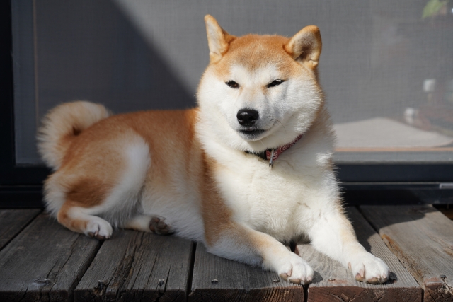 日向ぼっこをする柴犬