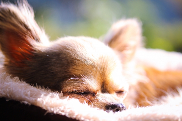 陽だまりでお昼寝する犬