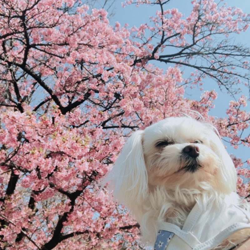 愛犬とお花見に行く際の注意点とは。マナーを守って一緒に楽しくお花見しよう！
