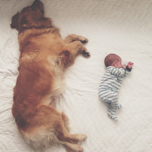 犬と赤ちゃんの生活