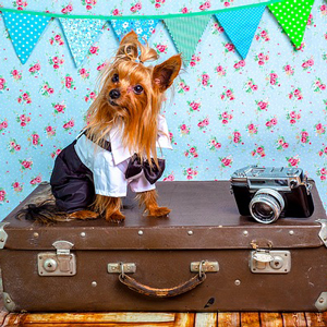 急な海外赴任…出来れば愛犬と一緒に海外へ移住したい！