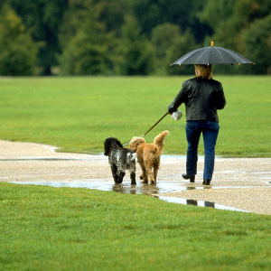 犬のお散歩、雨の日の対策ってどうしてる？