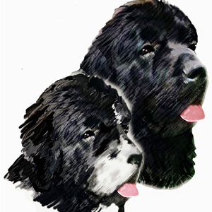 大型救助犬のニューファンドランドはどんな犬？特徴や飼い方