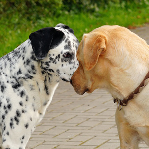 愛情表現と思いがちな犬のマウンティング、本当の意味とは？