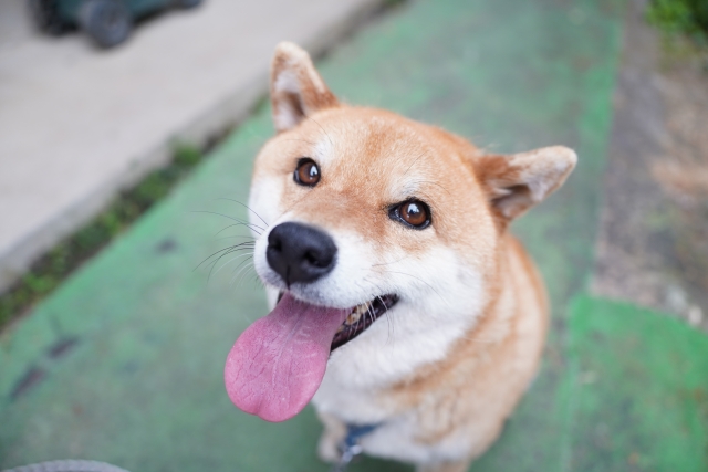 笑顔の柴犬