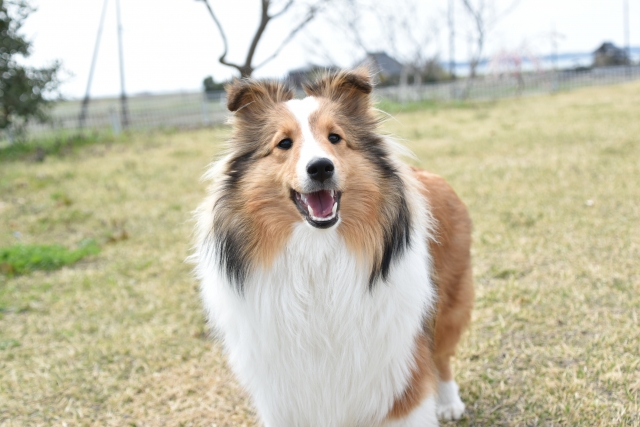 笑う犬