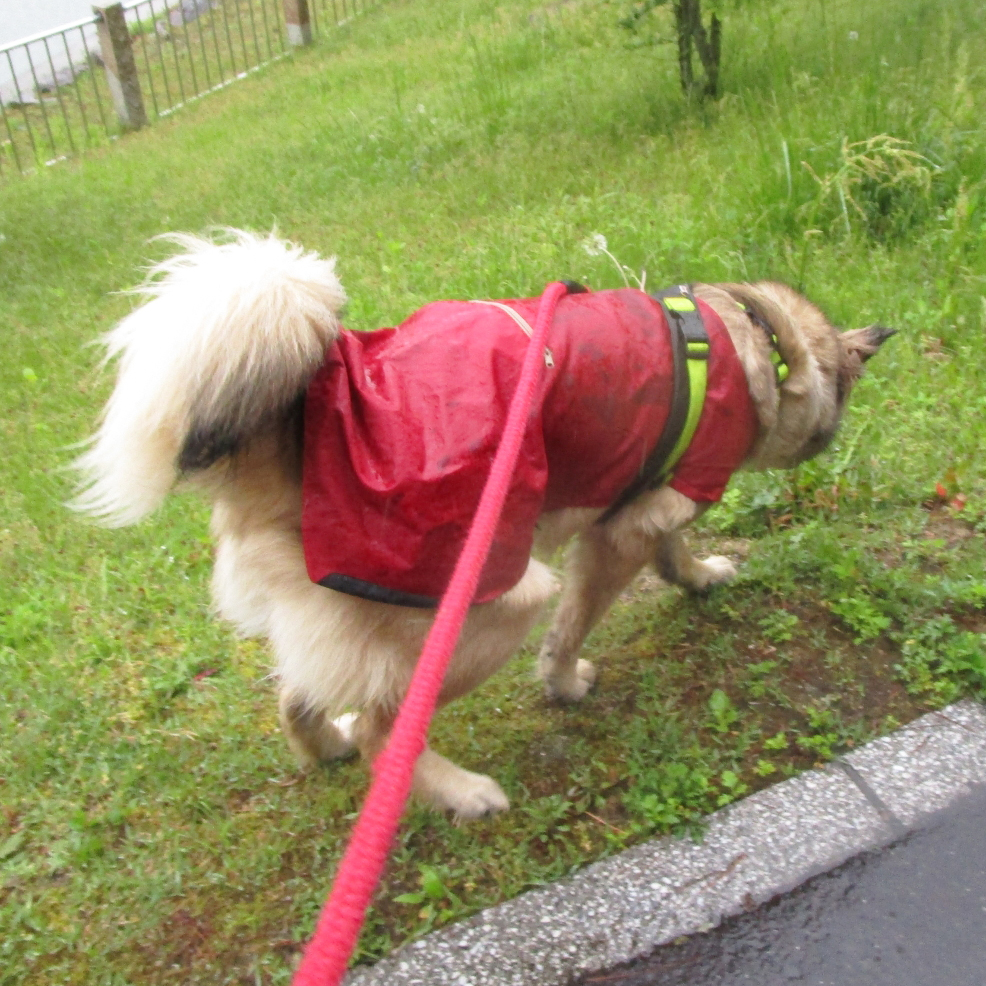梅雨に気を付けるべき犬への影響