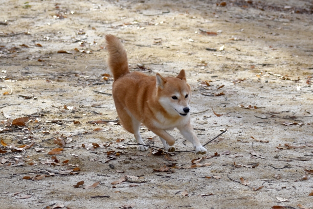 柴を駆け回る柴犬