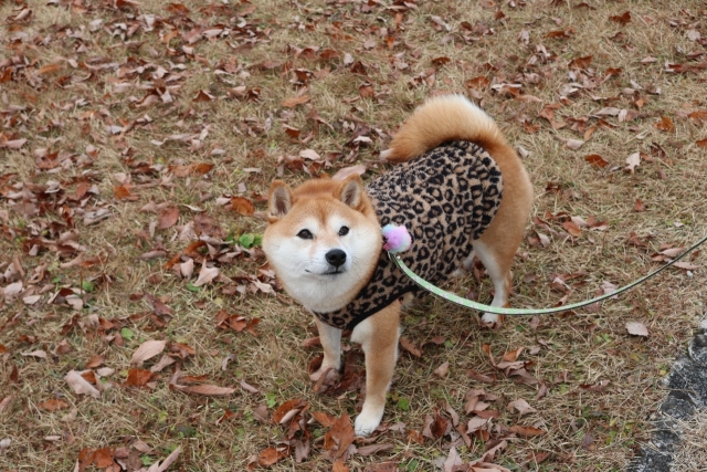 柴に馴染む柴犬