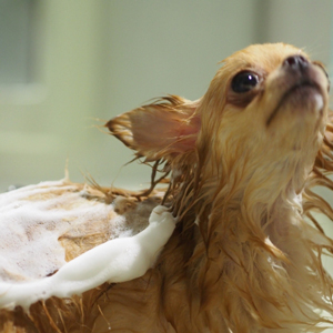 愛犬のシャンプーの頻度って？洗いすぎに注意しよう！