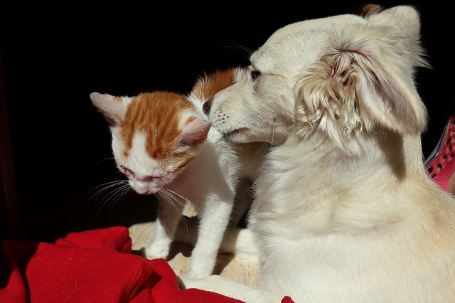 cat-and-dog-493629_640