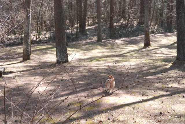 山にいる柴犬