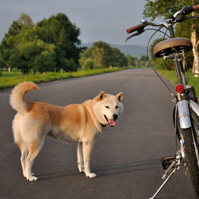 注意して下さい！！自転車での犬の散歩は違法になるって知っていますか？