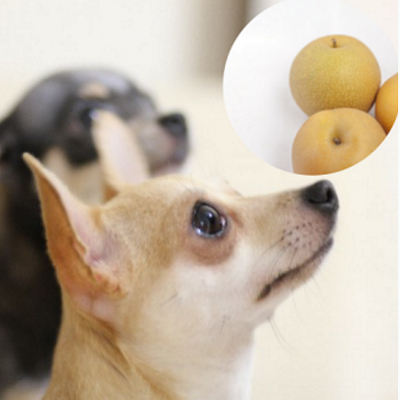 秋を先取り☆犬と一緒に秋を楽しむ！！梨って食べても大丈夫なの？