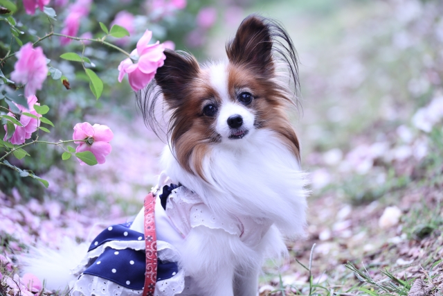 パピヨン