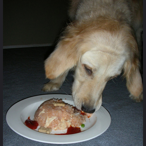 愛犬の為に盗み食いを防止！しつけの方法とは？
