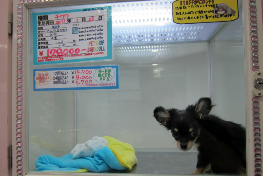 ペットショップは日本だけ 海外のペット 生体販売事情に迫る 犬の総合情報サイト ペットスマイルニュースforワンちゃん