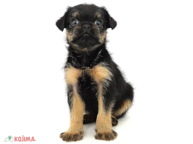 ベルジアン・グリフォンの子犬
