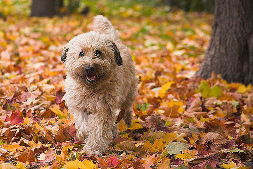秋を楽しむ犬