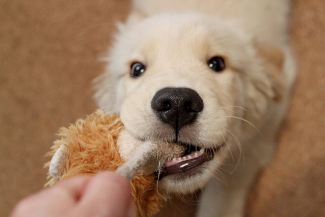 おもちゃで遊ぶゴールデンレトリバーの子犬