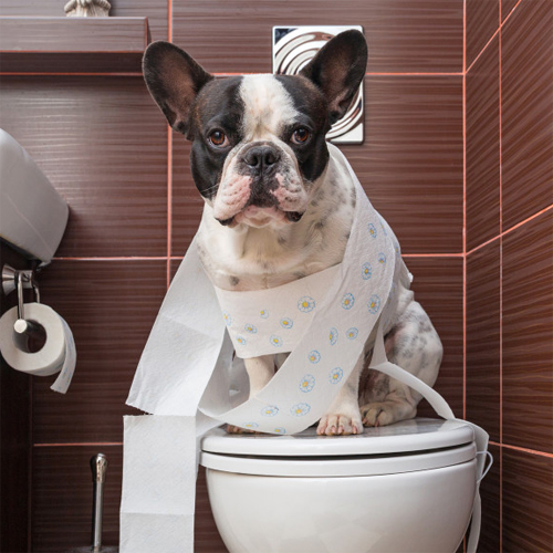 犬のウンチはトイレに流してはいけないの？