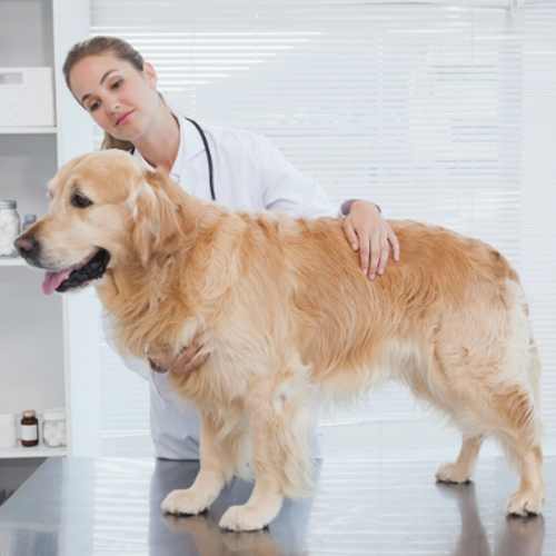 犬の変形性関節症はどんな犬がなりやすい？症状・原因・治療を知ってリスクを回避しよう！