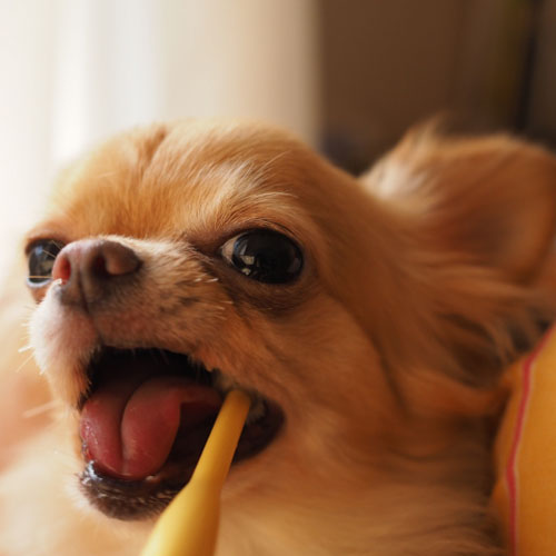 犬にもはみがきが必要！虫歯や歯周病について詳しくみていこう！