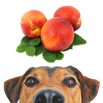 犬は桃を食べても大丈夫！ただし、量や与え方には要注意！