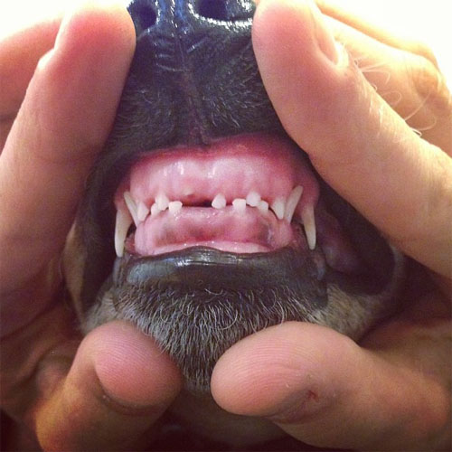 子犬の歯の生え変わりで注意することとは？