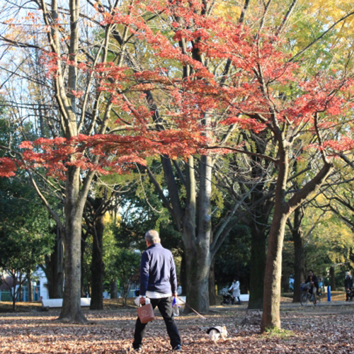 過ごしやすい秋がやってきた！愛犬と一緒に公園へ行こう！