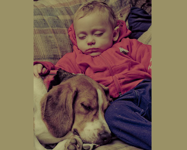 犬と赤ちゃん