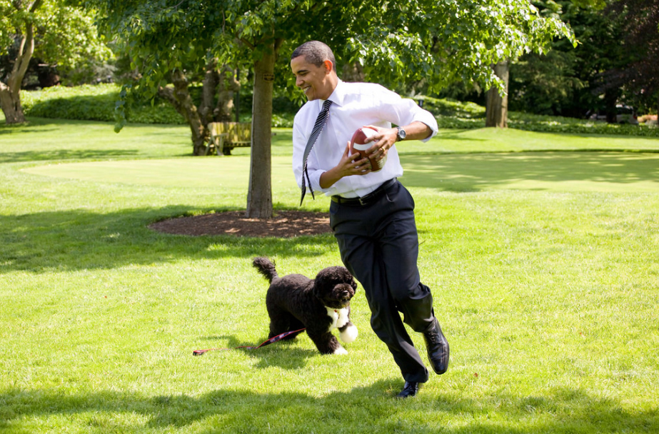 オバマ犬