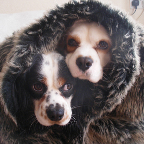 犬の寒さ対策。冬の寒い室内での対策方法は？