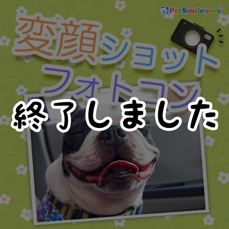 【応募終了】ペットスマイル愛犬のおもしろ変顔フォトコンテスト★