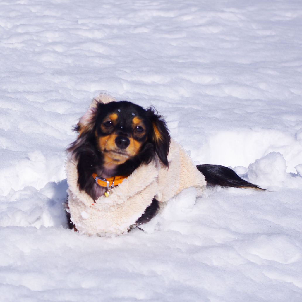 犬は雪でしもやけになるの？