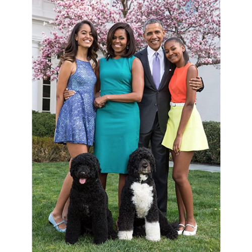 オバマ大統領が飼っているポーチュギーズ・ウォーター・ドッグって一体どんな犬なの！？