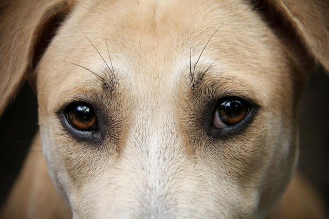 犬の目がフラッシュで赤色や緑色になるのはなぜ？