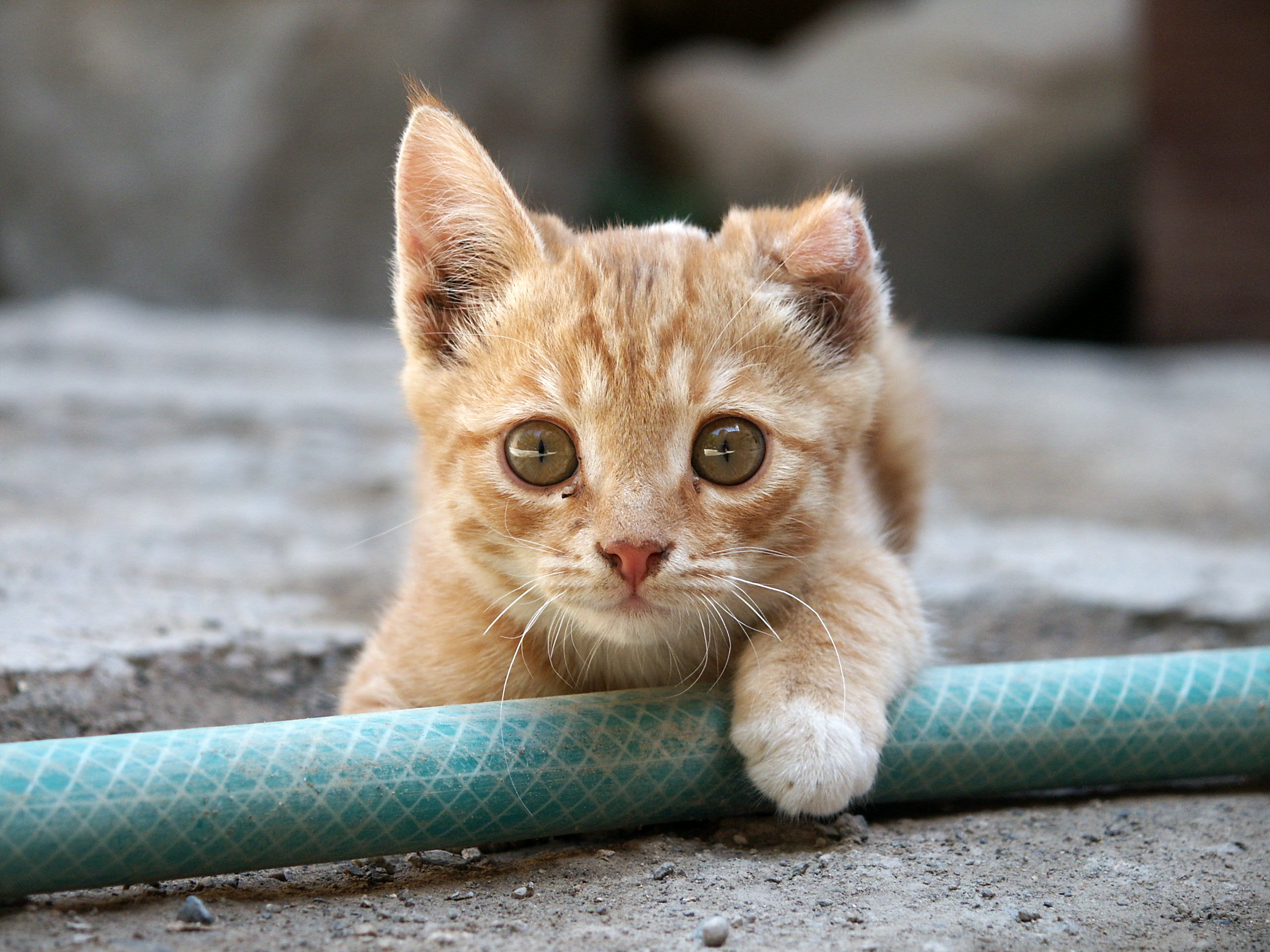 神戸市では猫グッズで納税者急増