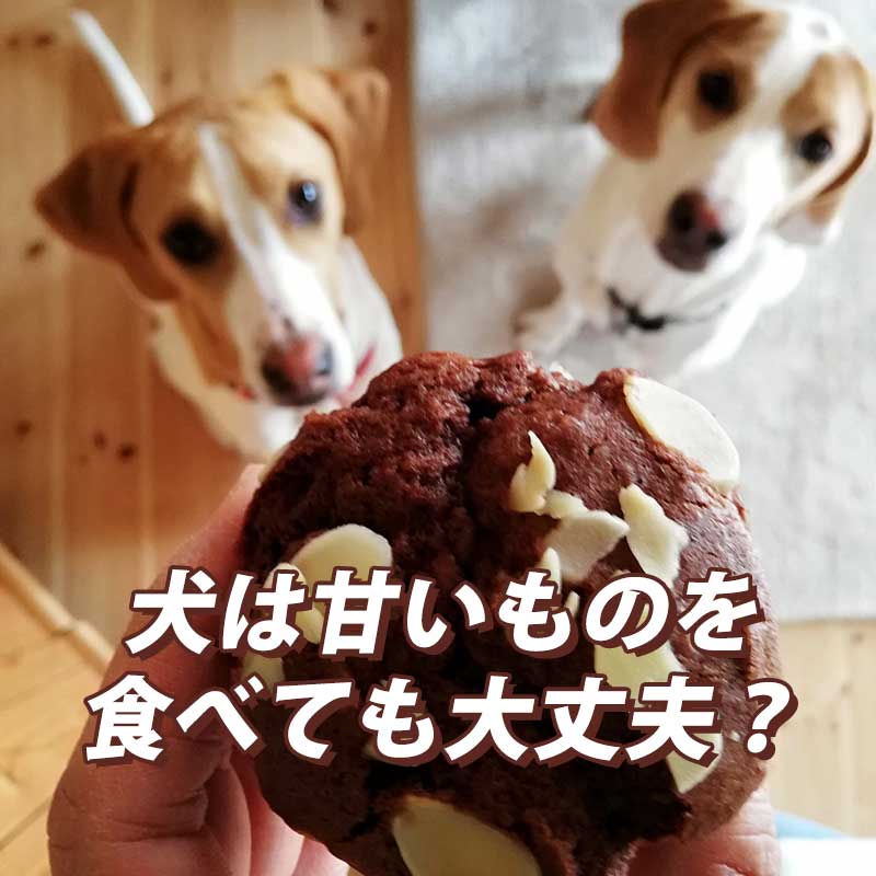 犬は甘いものが好き？食べさせるときの注意点