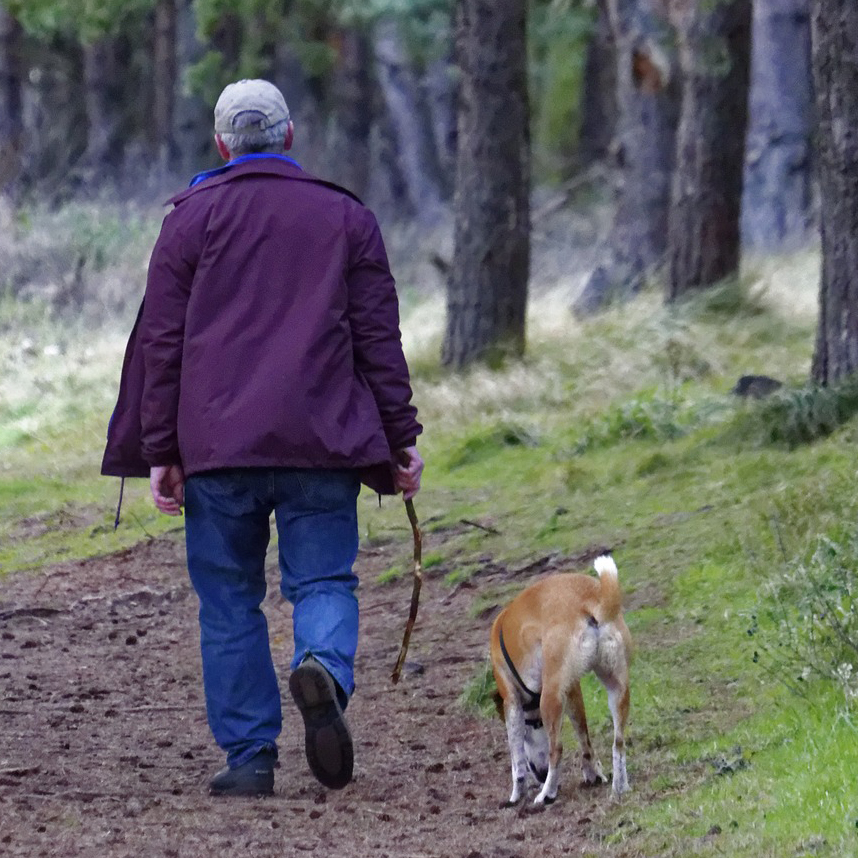 老犬になったら散歩はどうすればいいの？