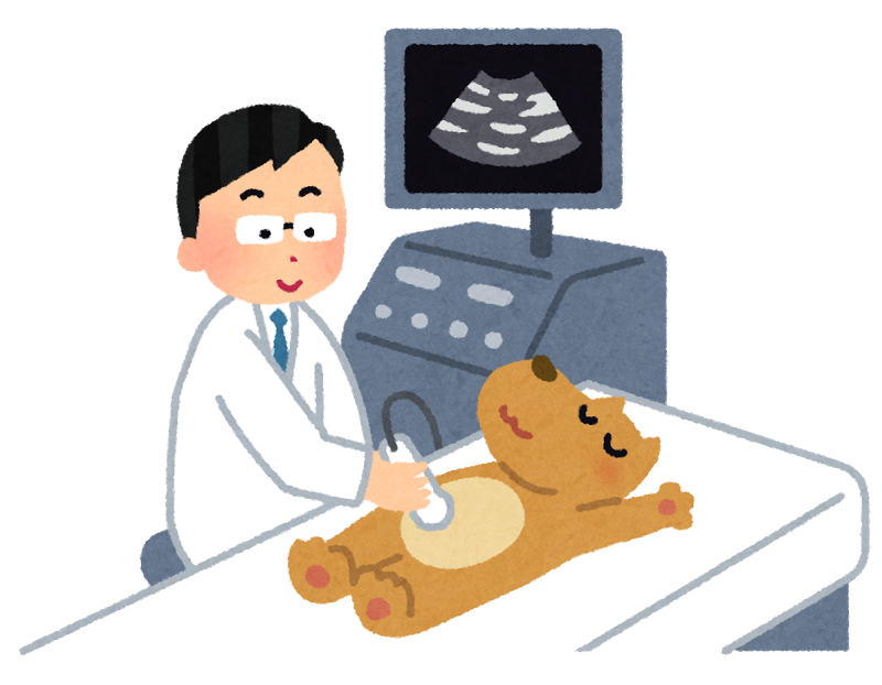 犬の偽妊娠は超音波検査で確認