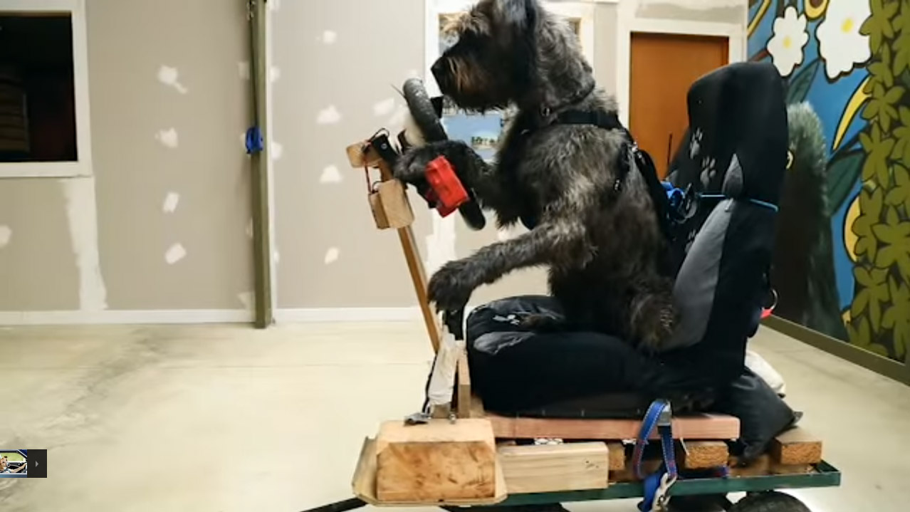 犬の車の運転の訓練とは？